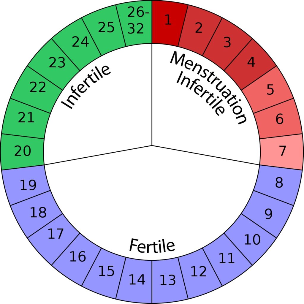 calcolare il periodo fertile ogino-knaus calendario